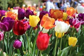 Connect Coaches Garden Tours Image -62b992c0a8c46